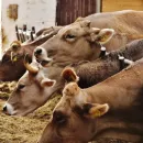 Russia ranks 6th in the world feed production