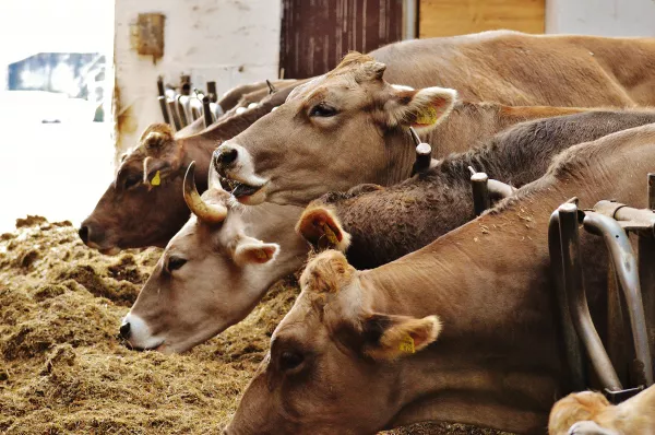 Russia ranks 6th in the world feed production