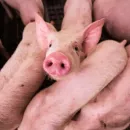 The number of pigs in Russia increased by 1 million