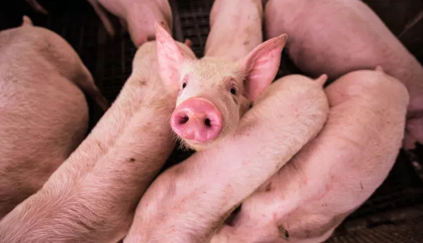 The number of pigs in Russia increased by 1 million