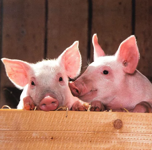 Experts outlined the main trends in the development of the pig industry until 2025