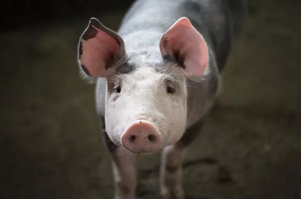 Expert explains risks of China opening its market for Russian pork