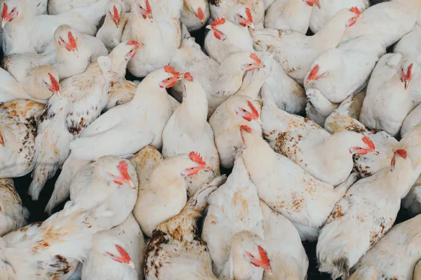 Meat processors asked the Ministry of Agriculture to impose restrictions on the poultry export  