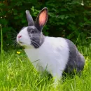 Veterinary rules for rabbit breeders have been developed in Russia