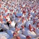 Russia is increasing the export of turkey meat