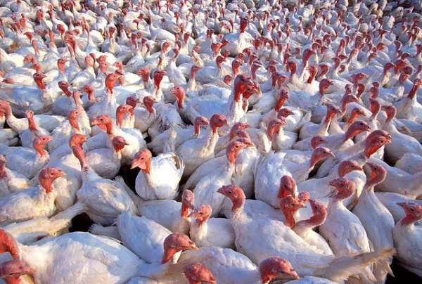 Russia is increasing the export of turkey meat