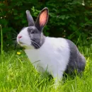 World's first gene-edited rabbit obtained in Russia