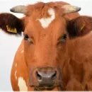Ukraine has significantly increased the export of live cattle