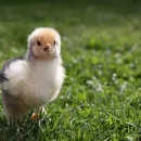 Belarusian president orders poultry genetic centre