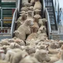 Dagestan doubled sheep exports year-on-year