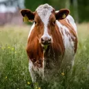 The  farm animal insurance market grew by 10%