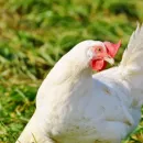 By 2030, the share of poultry meat production in the Russian Federation based on domestic cross-breeds will be 25%