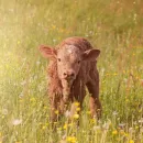 The calf of the first cow cloned in Russia was shown in the Moscow region