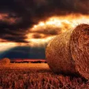 Agricultural production increased by 1.3% in January-September