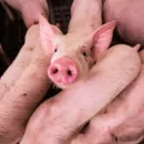 Pork production by the end of 2023 will increase by 200 thousand tons