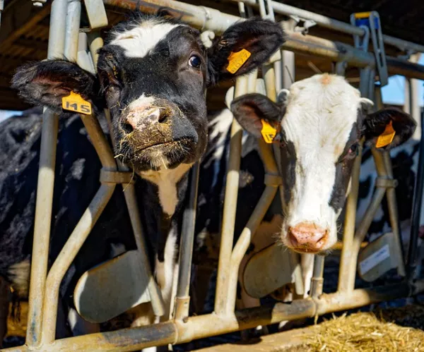 Aquafeeds have become a driver of growth in livestock feed production