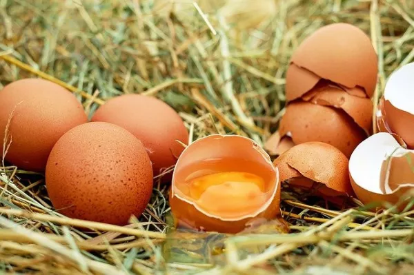 The Russian Ministry of Agriculture proposed to cancel the import duty on chicken eggs