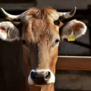 The number of cattle in Russia is declining