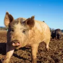 Pig farming is the main meat driver in Russia