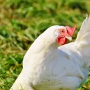 Brazil has conquered new markets for chicken meat in Russia and Belarus