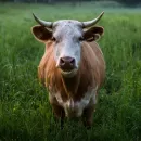 A large breeding base for farm animals has been created in Russia - Patrushev