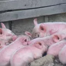Large-scale investment project: the largest pig farm will appear in the Kurgan region
