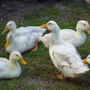 A large duck farm will appear in the Nizhny Novgorod region